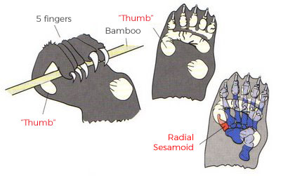 Panda's Thumb: an example of natural poor design 