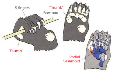 Panda's Thumb Panda's Thumb: an example of natural poor design