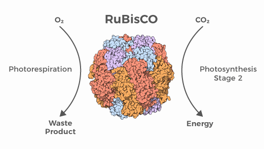 RuBisCO enzyme: an example of natural poor design 