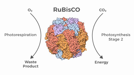 RuBisCO RuBisCO enzyme: an example of natural poor design